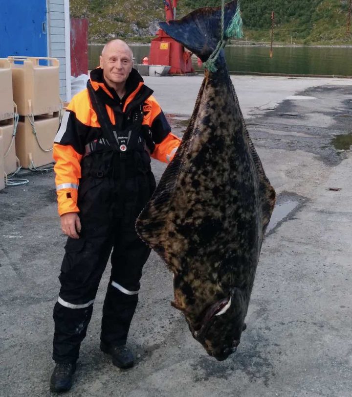 Tommyochhälleflundra